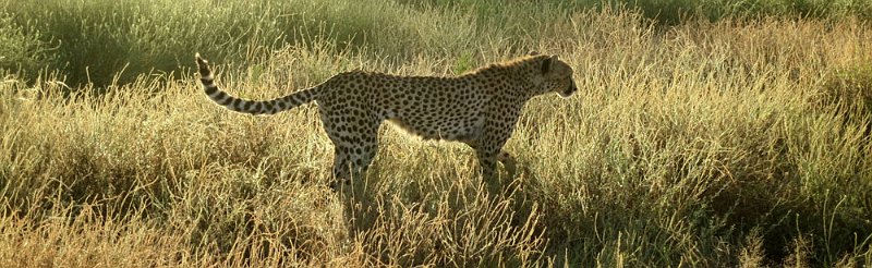 day02IMG_0195.jpg - Cheetahs are obviously built for speed.  They have the highest success rate in hunting of all cats.  Samburu Reserve, Kenya.