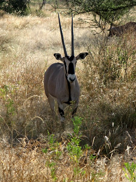 day02IMG_2146.jpg - Oryx, Samburu Reserve, Kenya
