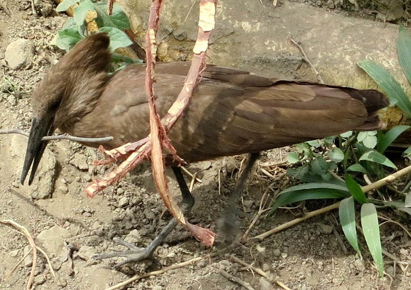 day05IMG_0468.jpg - Hammerkop, Lake Nakuru National Park, Kenya