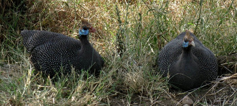 day05IMG_2423.jpg - Helmeted guineafowls, Lake Nakuru National Park, Kenya