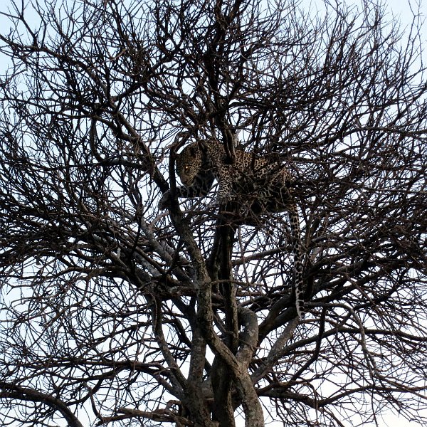 day06IMG_0595.jpg - We finally spot the elusive jaguar in a tree, Masai Mara, Kenya