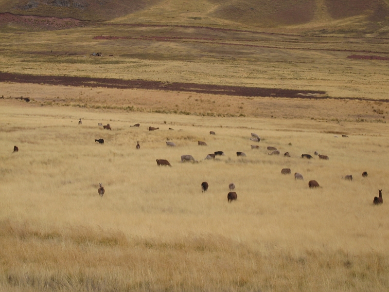 0806140017.JPG - Day 8, Saturday, June 14, enroute from Cuzco to Puna.